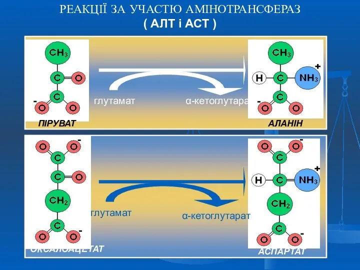 РЕАКЦІЇ ЗА УЧАСТЮ АМІНОТРАНСФЕРАЗ ( АЛТ і АСТ )