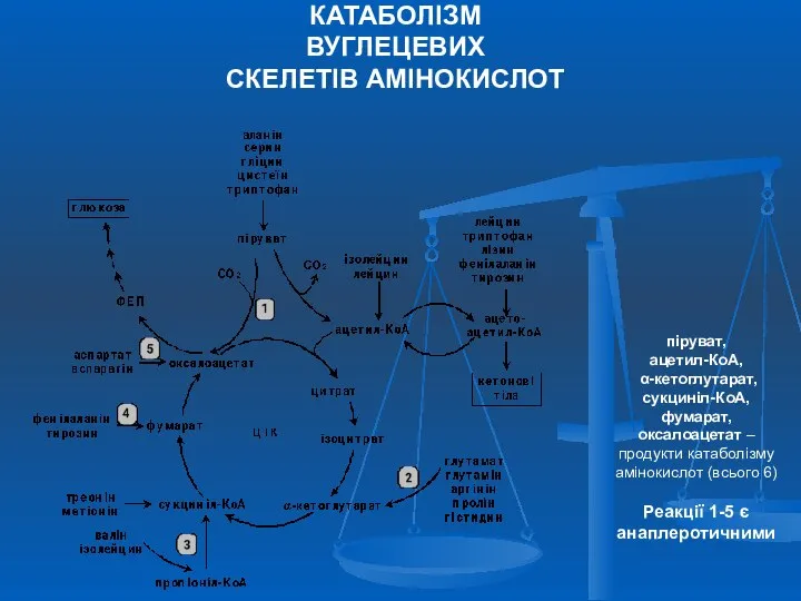 КАТАБОЛІЗМ ВУГЛЕЦЕВИХ СКЕЛЕТІВ АМІНОКИСЛОТ піруват, ацетил-КоА, α-кетоглутарат, сукциніл-КоА, фумарат, оксалоацетат –