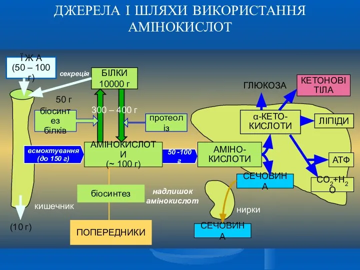 ДЖЕРЕЛА І ШЛЯХИ ВИКОРИСТАННЯ АМІНОКИСЛОТ