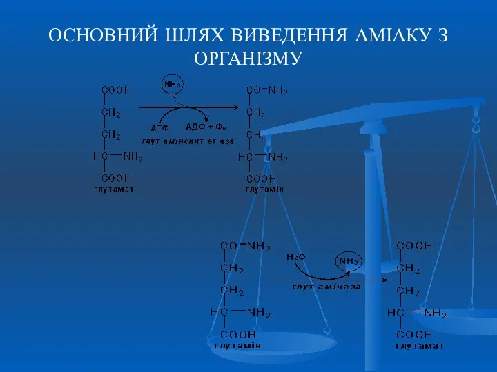 ОСНОВНИЙ ШЛЯХ ВИВЕДЕННЯ АМІАКУ З ОРГАНІЗМУ