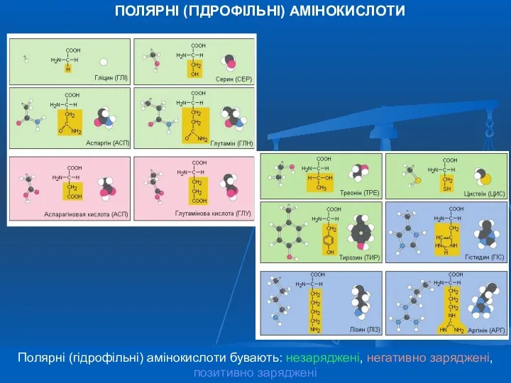 Полярні (гідрофільні) амінокислоти бувають: незаряджені, негативно заряджені, позитивно заряджені ПОЛЯРНІ (ГІДРОФІЛЬНІ) АМІНОКИСЛОТИ