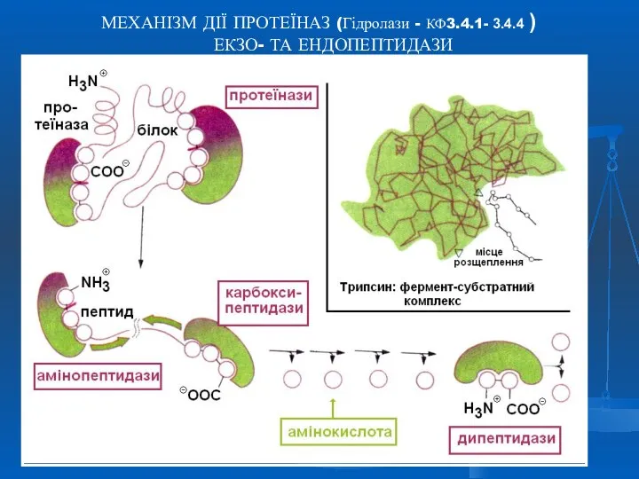 МЕХАНІЗМ ДІЇ ПРОТЕЇНАЗ (Гідролази - КФ3.4.1- 3.4.4 ) ЕКЗО- ТА ЕНДОПЕПТИДАЗИ