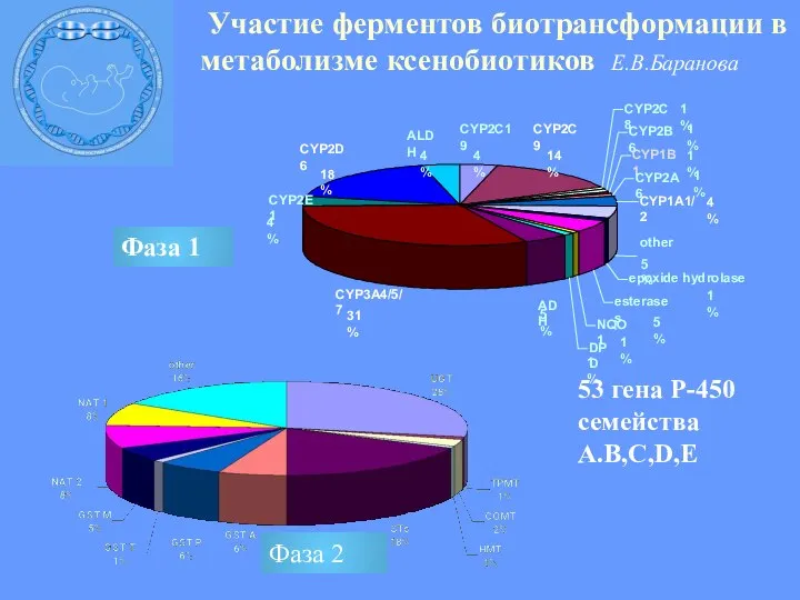 Фаза 1 Фаза 2 Участие ферментов биотрансформации в метаболизме ксенобиотиков Е.В.Баранова 53 гена Р-450 семейства А.B,C,D,E