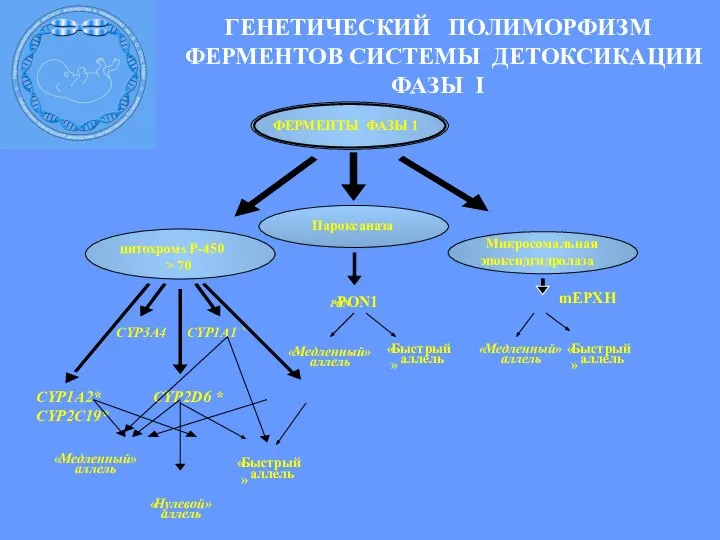 ГЕНЕТИЧЕСКИЙ ПОЛИМОРФИЗМ ФЕРМЕНТОВ CИСТЕМЫ ДЕТОКСИКАЦИИ ФАЗЫ I