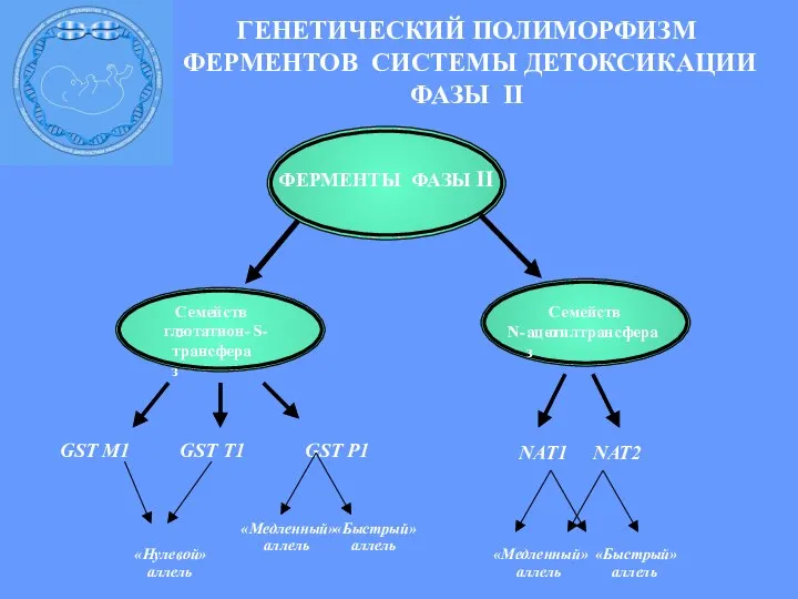 ГЕНЕТИЧЕСКИЙ ПОЛИМОРФИЗМ ФЕРМЕНТОВ СИСТЕМЫ ДЕТОКСИКАЦИИ ФАЗЫ II