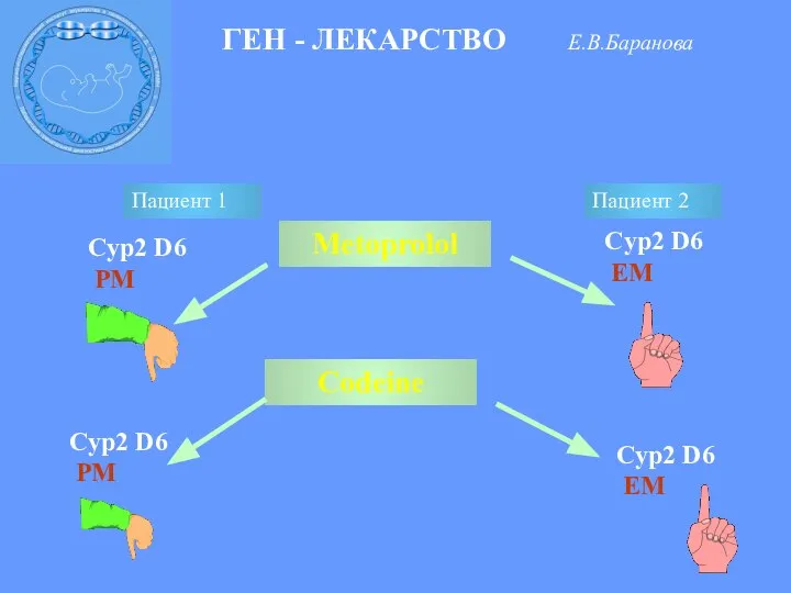 ГЕН - ЛЕКАРСТВО Е.В.Баранова Metoprolol Пациент 1 Пациент 2 Сyp2 D6