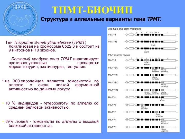 Ген Thiopurine S-methyltransferase (TPMT) локализован на хромосоме 6p22.3 и состоит из