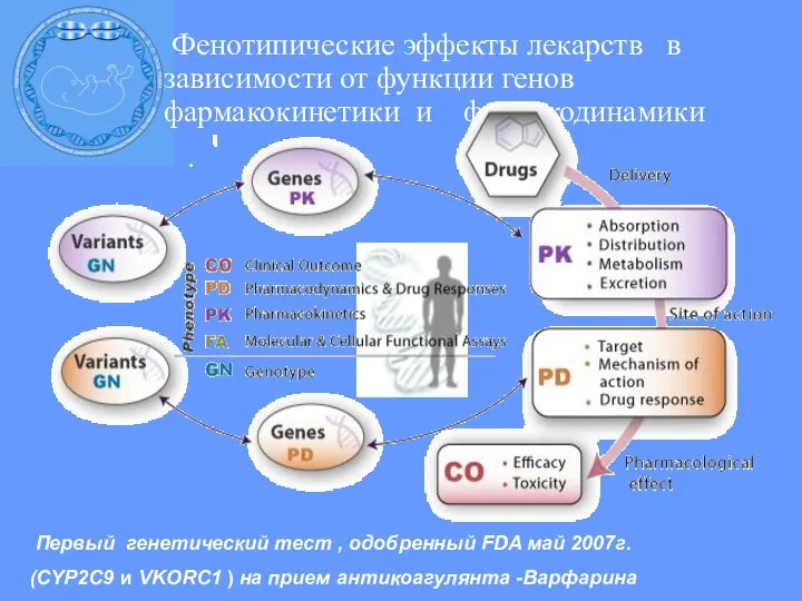 Фенотипические эффекты лекарств в зависимости от функции генов фармакокинетики и фармакодинамики