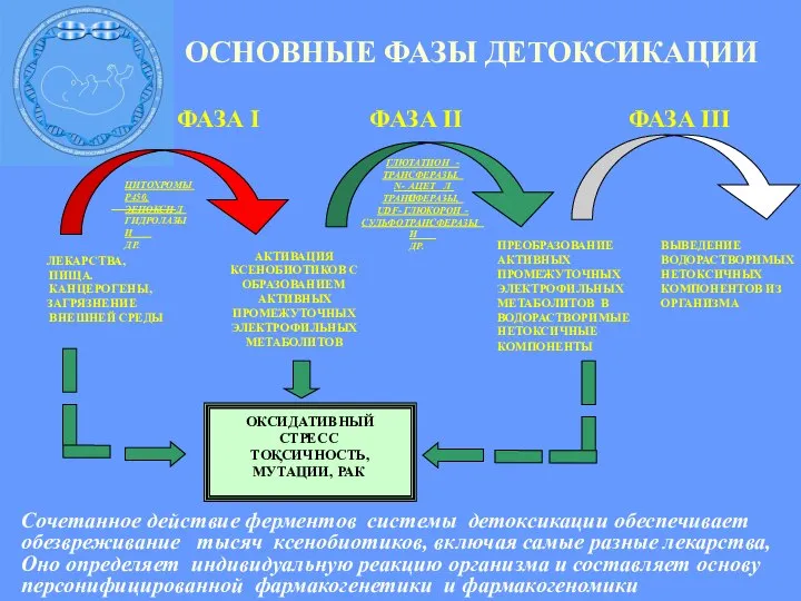 ФАЗА I ФАЗА II ФАЗА III АКТИВАЦИЯ КСЕНОБИОТИКОВ С ОБРАЗОВАНИЕМ АКТИВНЫХ