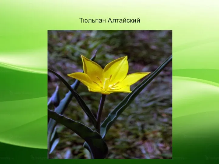 Тюльпан Алтайский