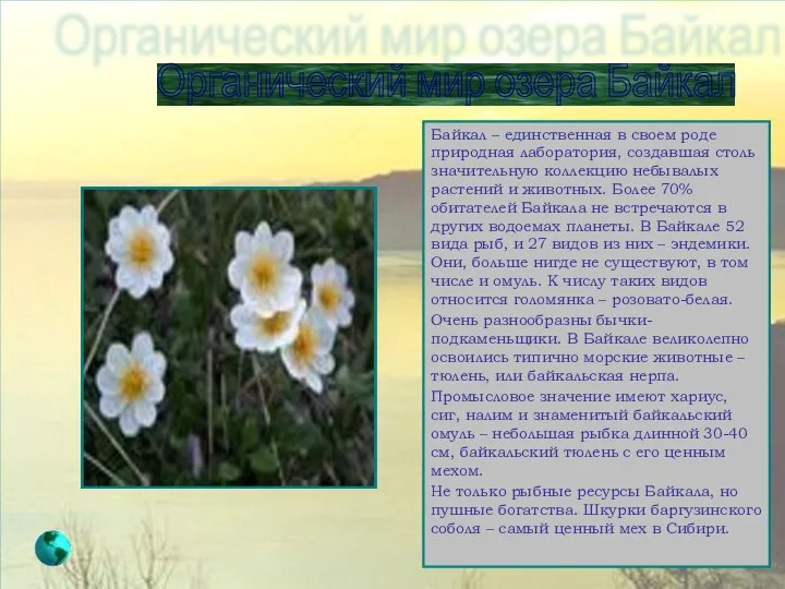 Органический мир озера Байкал Байкал – единственная в своем роде природная