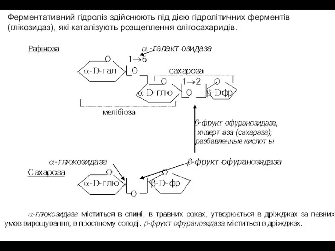 Ферментативний гідроліз здійснюють під дією гідролітичних ферментів (глікозидаз), які каталізують розщеплення олігосахаридів.