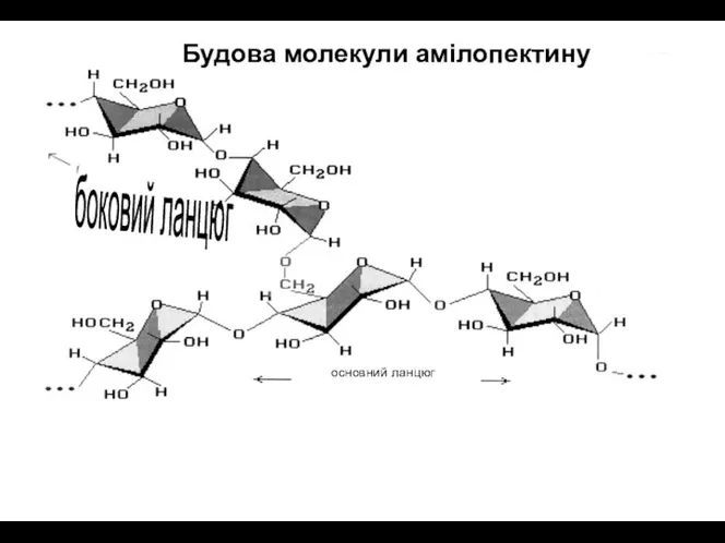 Будова молекули амілопектину