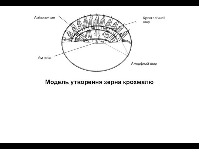 Кристалічний шар Аморфний шар Амілоза Амілопектин Модель утворення зерна крохмалю