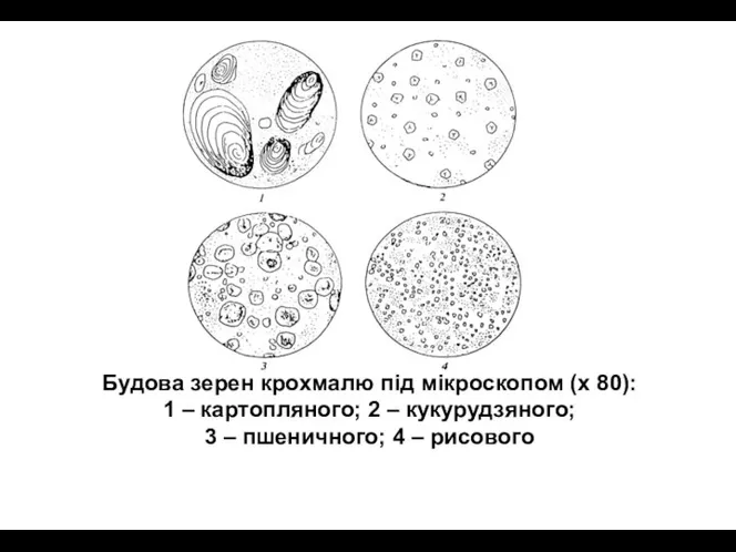 Будова зерен крохмалю під мікроскопом (х 80): 1 – картопляного; 2