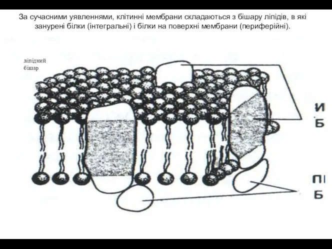 ліпідний бішар За сучасними уявленнями, клітинні мембрани складаються з бішару ліпідів,