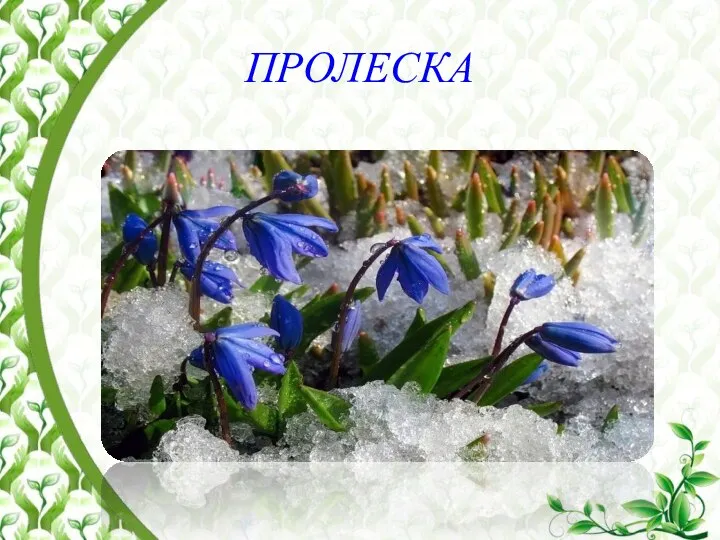 ПРОЛЕСКА