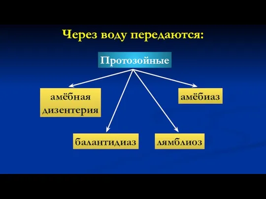 Через воду передаются: Протозойные амёбная дизентерия балантидиаз лямблиоз амёбиаз