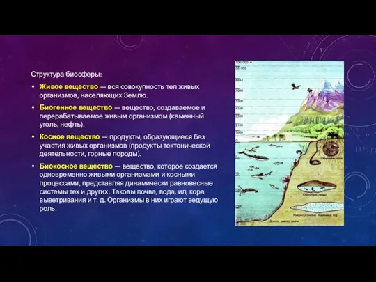 Структура биосферы: Живое вещество — вся совокупность тел живых организмов, населяющих