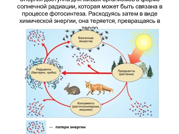 Энергия доступна для живых организмов в форме солнечной радиации, которая может