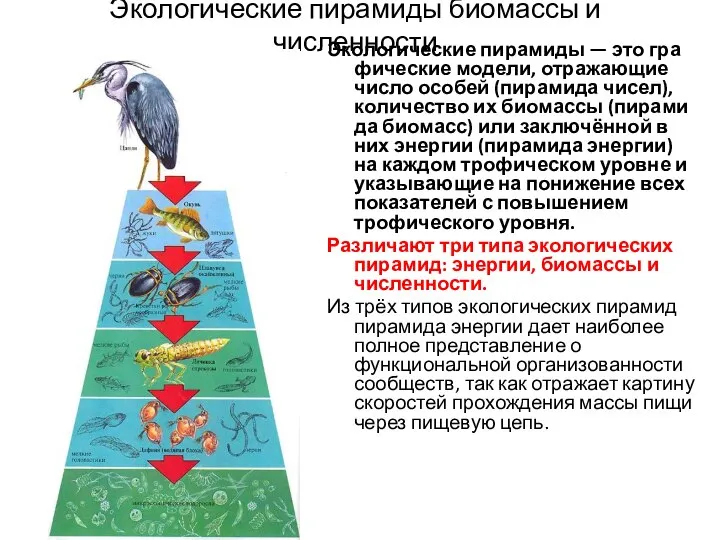 Экологические пирамиды биомассы и численности Эко­ло­ги­че­ские пи­ра­ми­ды — это гра­фи­че­ские мо­де­ли,