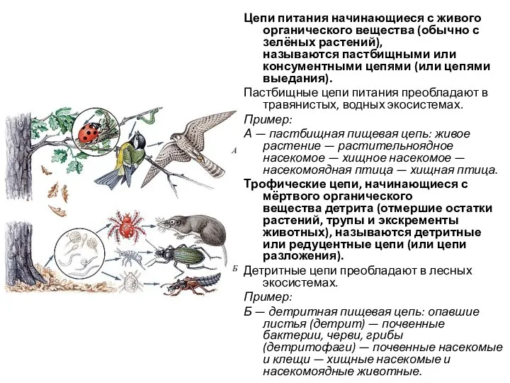 Цепи питания начинающиеся с живого органического вещества (обычно с зелёных растений),