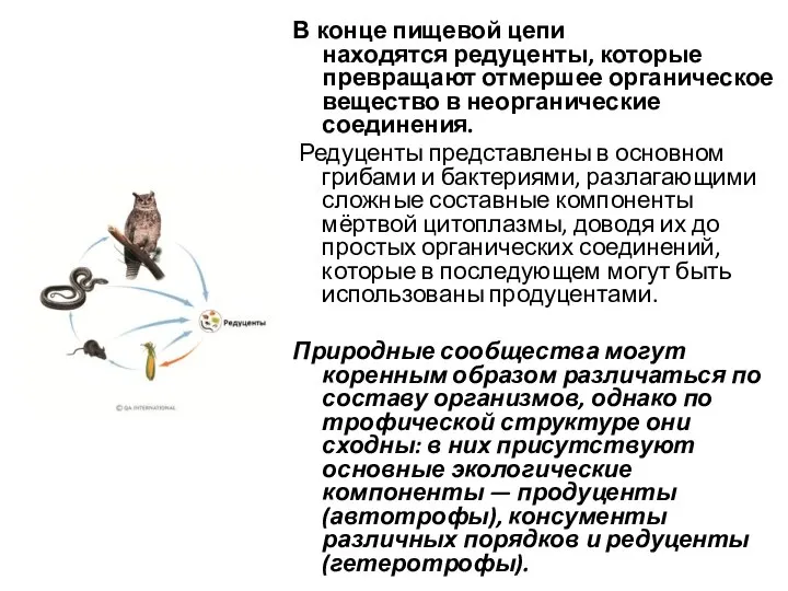 В конце пищевой цепи находятся редуценты, которые превращают отмершее органическое вещество