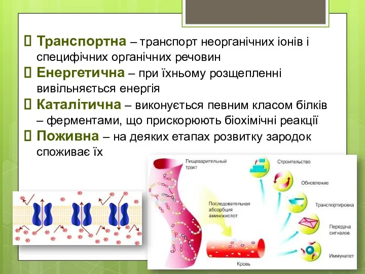 Транспортна – транспорт неорганічних іонів і специфічних органічних речовин Енергетична –