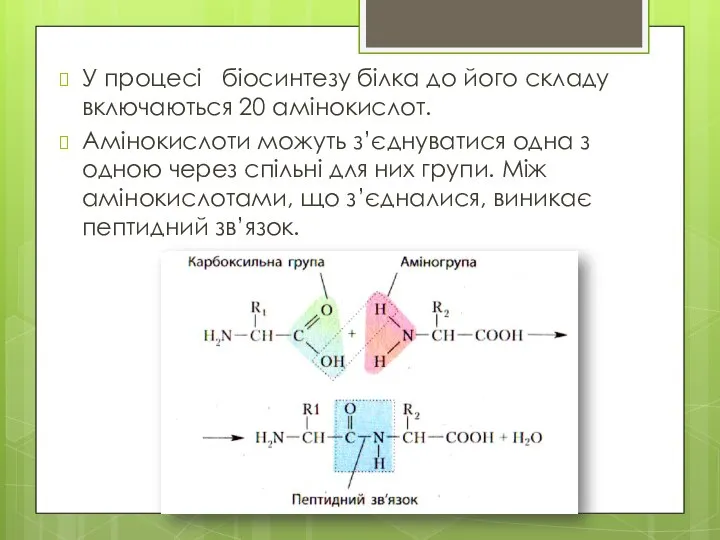 У процесі біосинтезу білка до його складу включаються 20 амінокислот. Амінокислоти