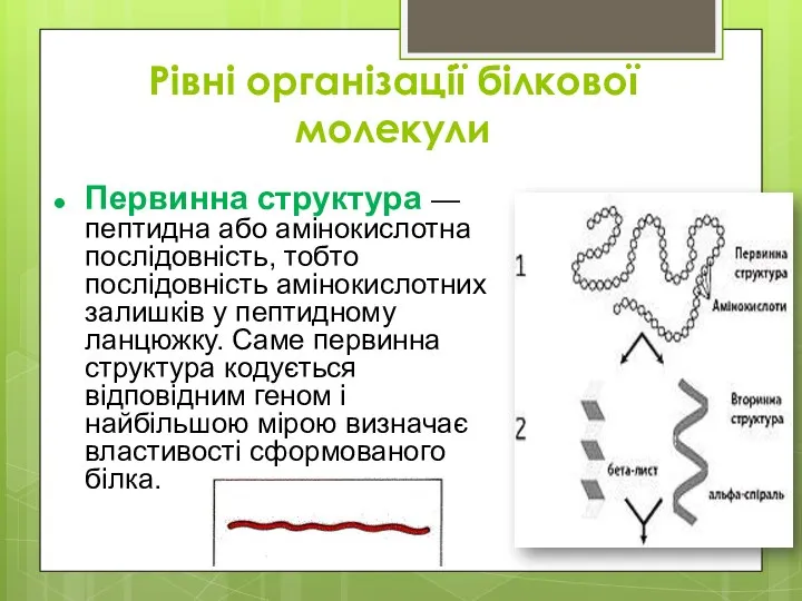 Рівні організації білкової молекули Первинна структура — пептидна або амінокислотна послідовність,