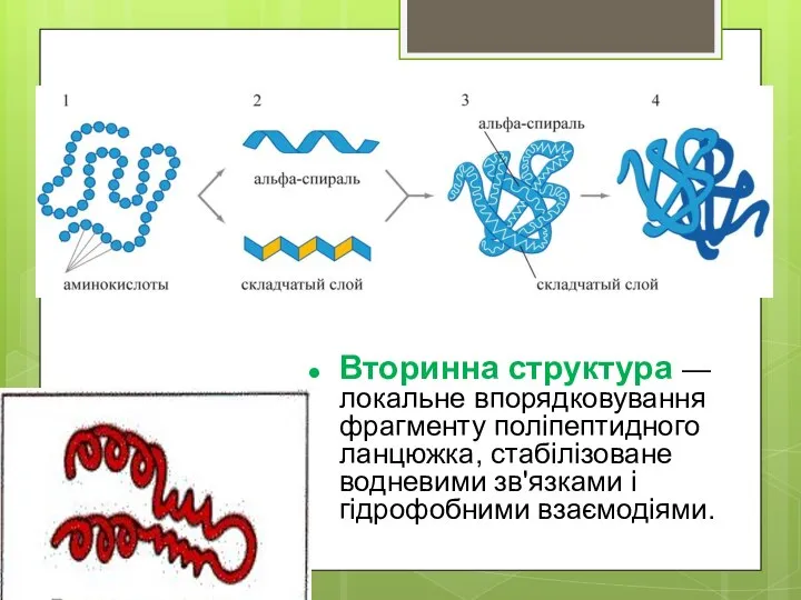 Вторинна структура — локальне впорядковування фрагменту поліпептидного ланцюжка, стабілізоване водневими зв'язками і гідрофобними взаємодіями.