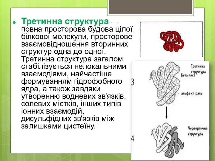 Третинна структура — повна просторова будова цілої білкової молекули, просторове взаємовідношення