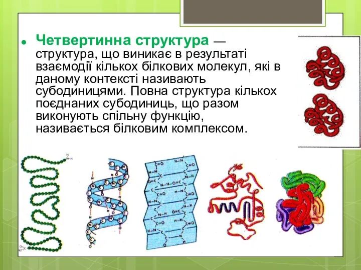 Четвертинна структура — структура, що виникає в результаті взаємодії кількох білкових