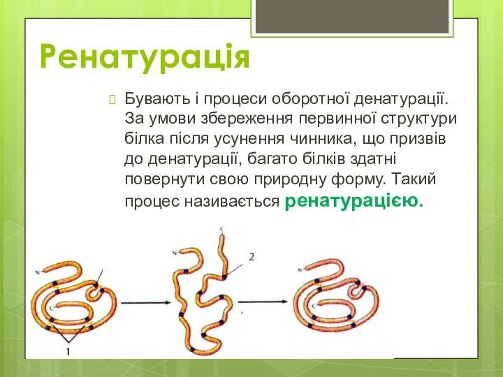 Ренатурація Бувають і процеси оборотної денатурації. За умови збереження первинної структури