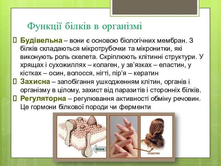 Функції білків в організмі Будівельна – вони є основою біологічних мембран.