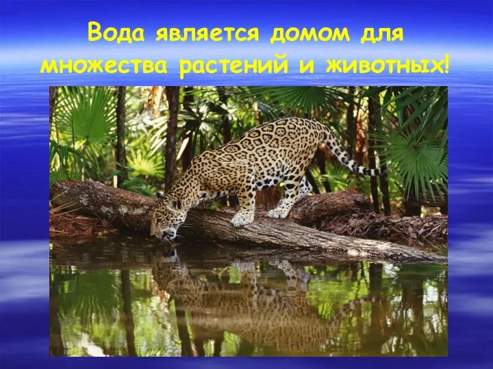 Вода является домом для множества растений и животных!