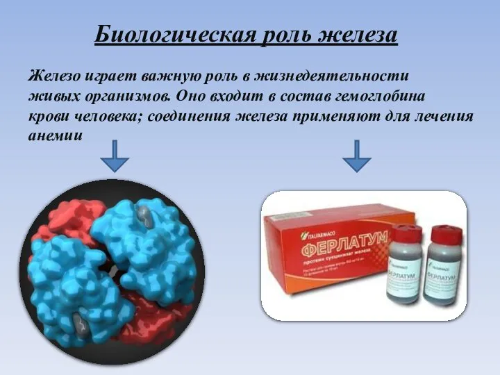 Биологическая роль железа Железо играет важную роль в жизнедеятельности живых организмов.