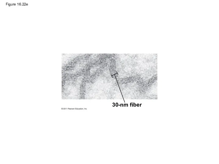 Figure 16.22e 30-nm fiber