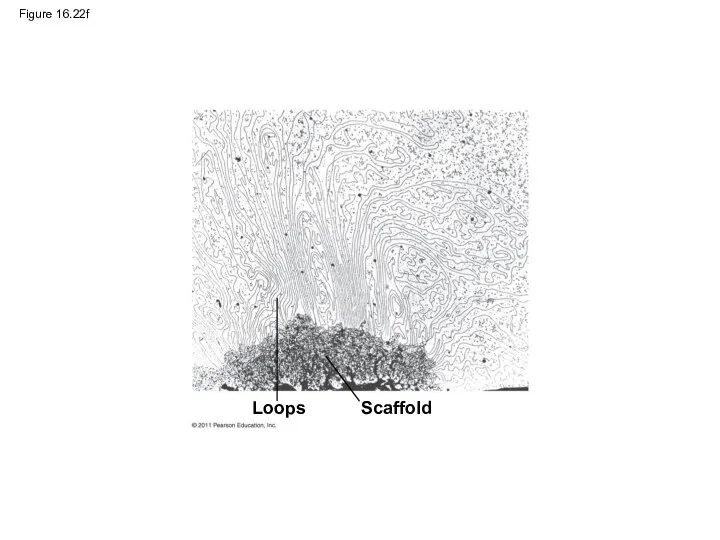 Figure 16.22f Loops Scaffold