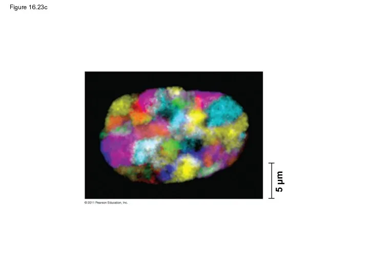 Figure 16.23c 5 μm