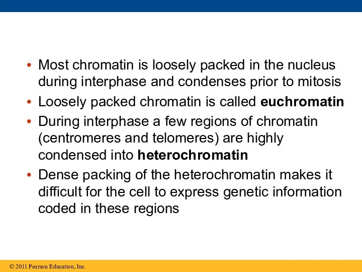 Most chromatin is loosely packed in the nucleus during interphase and
