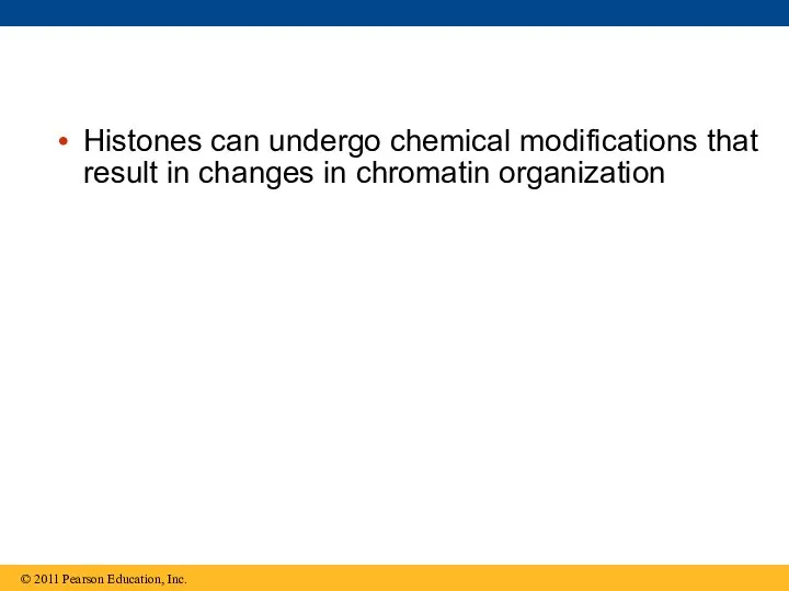 Histones can undergo chemical modifications that result in changes in chromatin organization