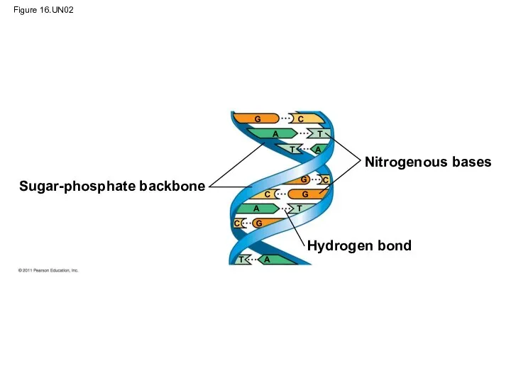 Figure 16.UN02 Sugar-phosphate backbone Nitrogenous bases Hydrogen bond G G G