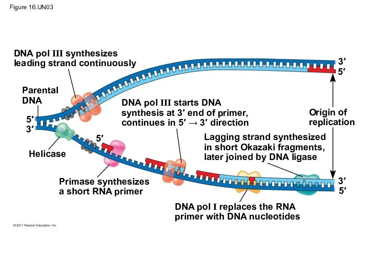 Figure 16.UN03 DNA pol III synthesizes leading strand continuously Parental DNA