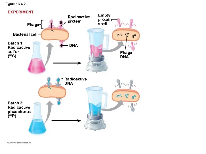 Figure 16.4-2 Bacterial cell Phage Batch 1: Radioactive sulfur (35S) Radioactive