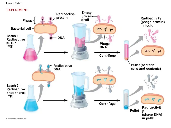 Figure 16.4-3 Bacterial cell Phage Batch 1: Radioactive sulfur (35S) Radioactive