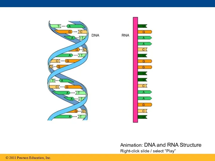 Animation: DNA and RNA Structure Right-click slide / select “Play”