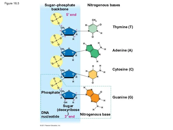 Figure 16.5 Sugar–phosphate backbone Nitrogenous bases Thymine (T) Adenine (A) Cytosine