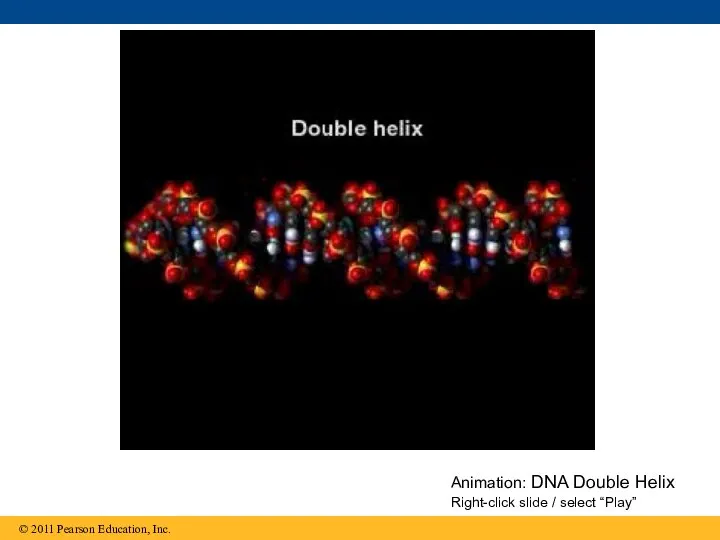 Animation: DNA Double Helix Right-click slide / select “Play”