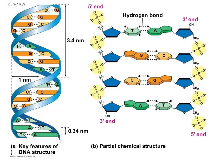 3.4 nm 1 nm 0.34 nm Hydrogen bond (b) Partial chemical